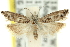  (Holocola sp. ANIC5 - 11ANIC-12513)  @13 [ ] CreativeCommons - Attribution (2011) ANIC/CBG Photography Group Centre for Biodiversity Genomics