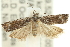  (Holocola opsia - 11ANIC-12523)  @13 [ ] CreativeCommons - Attribution (2011) ANIC/CBG Photography Group Centre for Biodiversity Genomics