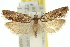  ( - 11ANIC-12526)  @13 [ ] CreativeCommons - Attribution (2011) ANIC/CBG Photography Group Centre for Biodiversity Genomics