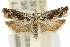  ( - 11ANIC-12527)  @11 [ ] CreativeCommons - Attribution (2011) ANIC/CBG Photography Group Centre for Biodiversity Genomics