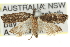  ( - 11ANIC-12534)  @13 [ ] CreativeCommons - Attribution (2011) ANIC/CBG Photography Group Centre for Biodiversity Genomics