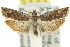  ( - 11ANIC-12537)  @14 [ ] CreativeCommons - Attribution (2011) ANIC/CBG Photography Group Centre for Biodiversity Genomics