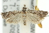  (Holocola sp. ANIC7 - 11ANIC-12540)  @14 [ ] CreativeCommons - Attribution (2011) ANIC/CBG Photography Group Centre for Biodiversity Genomics