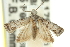  (Holocola sp. ANIC8 - 11ANIC-12541)  @14 [ ] CreativeCommons - Attribution (2011) ANIC/CBG Photography Group Centre for Biodiversity Genomics