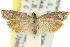  ( - 11ANIC-12546)  @11 [ ] CreativeCommons - Attribution (2011) ANIC/CBG Photography Group Centre for Biodiversity Genomics