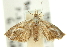  ( - 11ANIC-12548)  @11 [ ] CreativeCommons - Attribution (2011) ANIC/CBG Photography Group Centre for Biodiversity Genomics
