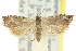  ( - 11ANIC-12549)  @11 [ ] CreativeCommons - Attribution (2011) ANIC/CBG Photography Group Centre for Biodiversity Genomics