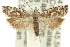  (Holocola sp. ANIC9 - 11ANIC-12551)  @13 [ ] CreativeCommons - Attribution (2011) ANIC/CBG Photography Group Centre for Biodiversity Genomics