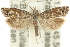  ( - 11ANIC-12552)  @11 [ ] CreativeCommons - Attribution (2011) ANIC/CBG Photography Group Centre for Biodiversity Genomics