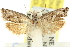  ( - 11ANIC-12554)  @12 [ ] CreativeCommons - Attribution (2011) ANIC/CBG Photography Group Centre for Biodiversity Genomics