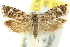  ( - 11ANIC-12556)  @11 [ ] CreativeCommons - Attribution (2011) ANIC/CBG Photography Group Centre for Biodiversity Genomics