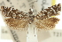  ( - 11ANIC-12557)  @11 [ ] CreativeCommons - Attribution (2011) ANIC/CBG Photography Group Centre for Biodiversity Genomics