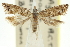  (Holocola ebenostigma - 11ANIC-12561)  @11 [ ] CreativeCommons - Attribution (2011) ANIC/CBG Photography Group Centre for Biodiversity Genomics