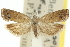 ( - 11ANIC-12566)  @11 [ ] CreativeCommons - Attribution (2011) ANIC/CBG Photography Group Centre for Biodiversity Genomics
