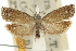  ( - 11ANIC-12567)  @11 [ ] CreativeCommons - Attribution (2011) ANIC/CBG Photography Group Centre for Biodiversity Genomics