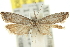  ( - 11ANIC-12576)  @11 [ ] CreativeCommons - Attribution (2011) ANIC/CBG Photography Group Centre for Biodiversity Genomics