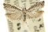  ( - 11ANIC-12581)  @11 [ ] CreativeCommons - Attribution (2011) ANIC/CBG Photography Group Centre for Biodiversity Genomics