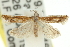  ( - 11ANIC-12590)  @11 [ ] CreativeCommons - Attribution (2011) ANIC/CBG Photography Group Centre for Biodiversity Genomics