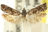  ( - 11ANIC-12598)  @11 [ ] CreativeCommons - Attribution (2011) ANIC/CBG Photography Group Centre for Biodiversity Genomics