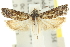  (Holocola sp. ANIC19 - 11ANIC-12603)  @11 [ ] CreativeCommons - Attribution (2011) ANIC/CBG Photography Group Centre for Biodiversity Genomics