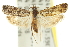  ( - 11ANIC-12604)  @11 [ ] CreativeCommons - Attribution (2011) ANIC/CBG Photography Group Centre for Biodiversity Genomics