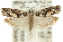  (Holocola deloschema - 11ANIC-12621)  @15 [ ] CreativeCommons - Attribution (2011) ANIC/CBG Photography Group Centre for Biodiversity Genomics
