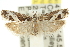  ( - 11ANIC-12625)  @14 [ ] CreativeCommons - Attribution (2011) ANIC/CBG Photography Group Centre for Biodiversity Genomics