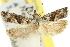 (Holocola sp. ANIC25 - 11ANIC-12627)  @11 [ ] CreativeCommons - Attribution (2011) ANIC/CBG Photography Group Centre for Biodiversity Genomics