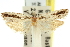  ( - 11ANIC-12632)  @11 [ ] CreativeCommons - Attribution (2011) ANIC/CBG Photography Group Centre for Biodiversity Genomics