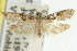  (Holocola seditiosana - 11ANIC-12639)  @11 [ ] CreativeCommons - Attribution (2011) ANIC/CBG Photography Group Centre for Biodiversity Genomics