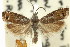  ( - 11ANIC-12642)  @11 [ ] CreativeCommons - Attribution (2011) ANIC/CBG Photography Group Centre for Biodiversity Genomics