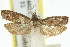  (Holocola sp. ANIC31 - 11ANIC-12643)  @11 [ ] CreativeCommons - Attribution (2011) ANIC/CBG Photography Group Centre for Biodiversity Genomics