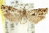  ( - 11ANIC-12655)  @11 [ ] CreativeCommons - Attribution (2011) ANIC/CBG Photography Group Centre for Biodiversity Genomics