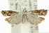  (Holocola sp. ANIC36 - 11ANIC-12656)  @11 [ ] CreativeCommons - Attribution (2011) ANIC/CBG Photography Group Centre for Biodiversity Genomics
