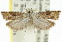  ( - 11ANIC-12657)  @11 [ ] CreativeCommons - Attribution (2011) ANIC/CBG Photography Group Centre for Biodiversity Genomics