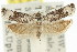  ( - 11ANIC-12658)  @11 [ ] CreativeCommons - Attribution (2011) ANIC/CBG Photography Group Centre for Biodiversity Genomics
