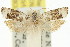  ( - 11ANIC-12660)  @11 [ ] CreativeCommons - Attribution (2011) ANIC/CBG Photography Group Centre for Biodiversity Genomics