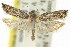  ( - 11ANIC-12662)  @11 [ ] CreativeCommons - Attribution (2011) ANIC/CBG Photography Group Centre for Biodiversity Genomics