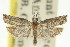  ( - 11ANIC-12663)  @11 [ ] CreativeCommons - Attribution (2011) ANIC/CBG Photography Group Centre for Biodiversity Genomics