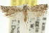  (Holocola lucifera - 11ANIC-12664)  @14 [ ] CreativeCommons - Attribution (2011) ANIC/CBG Photography Group Centre for Biodiversity Genomics