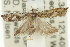  ( - 11ANIC-12674)  @12 [ ] CreativeCommons - Attribution (2011) ANIC/CBG Photography Group Centre for Biodiversity Genomics