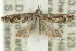  ( - 11ANIC-12676)  @12 [ ] CreativeCommons - Attribution (2011) ANIC/CBG Photography Group Centre for Biodiversity Genomics