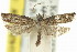  ( - 11ANIC-12679)  @11 [ ] CreativeCommons - Attribution (2011) ANIC/CBG Photography Group Centre for Biodiversity Genomics
