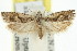  ( - 11ANIC-12689)  @14 [ ] CreativeCommons - Attribution (2011) ANIC/CBG Photography Group Centre for Biodiversity Genomics