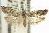  (Holocola sp. ANIC44 - 11ANIC-12693)  @11 [ ] CreativeCommons - Attribution (2011) ANIC/CBG Photography Group Centre for Biodiversity Genomics
