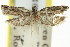  ( - 11ANIC-12694)  @11 [ ] CreativeCommons - Attribution (2011) ANIC/CBG Photography Group Centre for Biodiversity Genomics