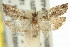  (Holocola sp. ANIC45 - 11ANIC-12696)  @11 [ ] CreativeCommons - Attribution (2011) ANIC/CBG Photography Group Centre for Biodiversity Genomics