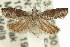  ( - 11ANIC-12700)  @11 [ ] CreativeCommons - Attribution (2011) ANIC/CBG Photography Group Centre for Biodiversity Genomics