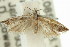  ( - 11ANIC-12704)  @13 [ ] CreativeCommons - Attribution (2011) ANIC/CBG Photography Group Centre for Biodiversity Genomics