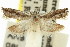  ( - 11ANIC-12706)  @11 [ ] CreativeCommons - Attribution (2011) ANIC/CBG Photography Group Centre for Biodiversity Genomics